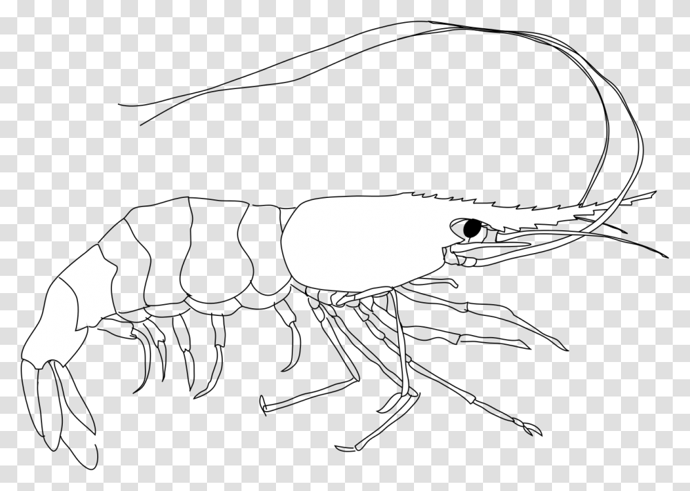 Outline Diagram Of Prawn, Animal, Insect, Invertebrate, Silhouette Transparent Png
