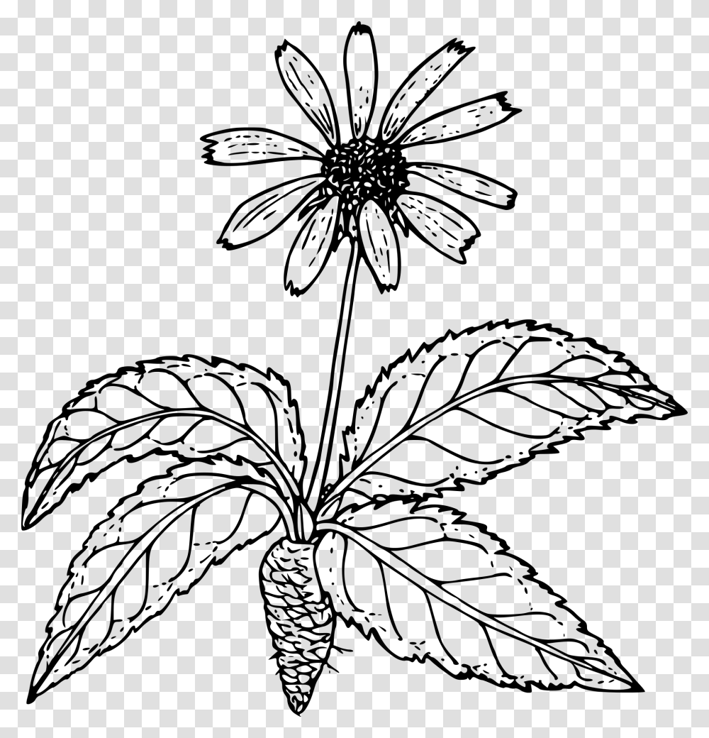 Outline Drawing Of A Wild Flower With Root Free Image Outline Pictures Of Flower Plant Root, Gray, World Of Warcraft Transparent Png