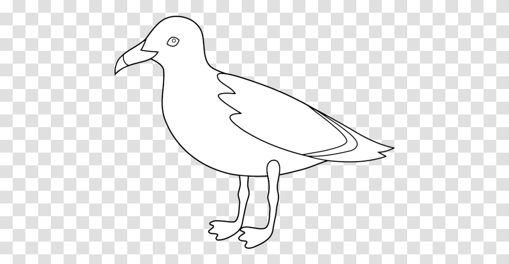 Outline Drawing Seagull Clipart Black And White, Bird, Animal, Pigeon, Dove Transparent Png