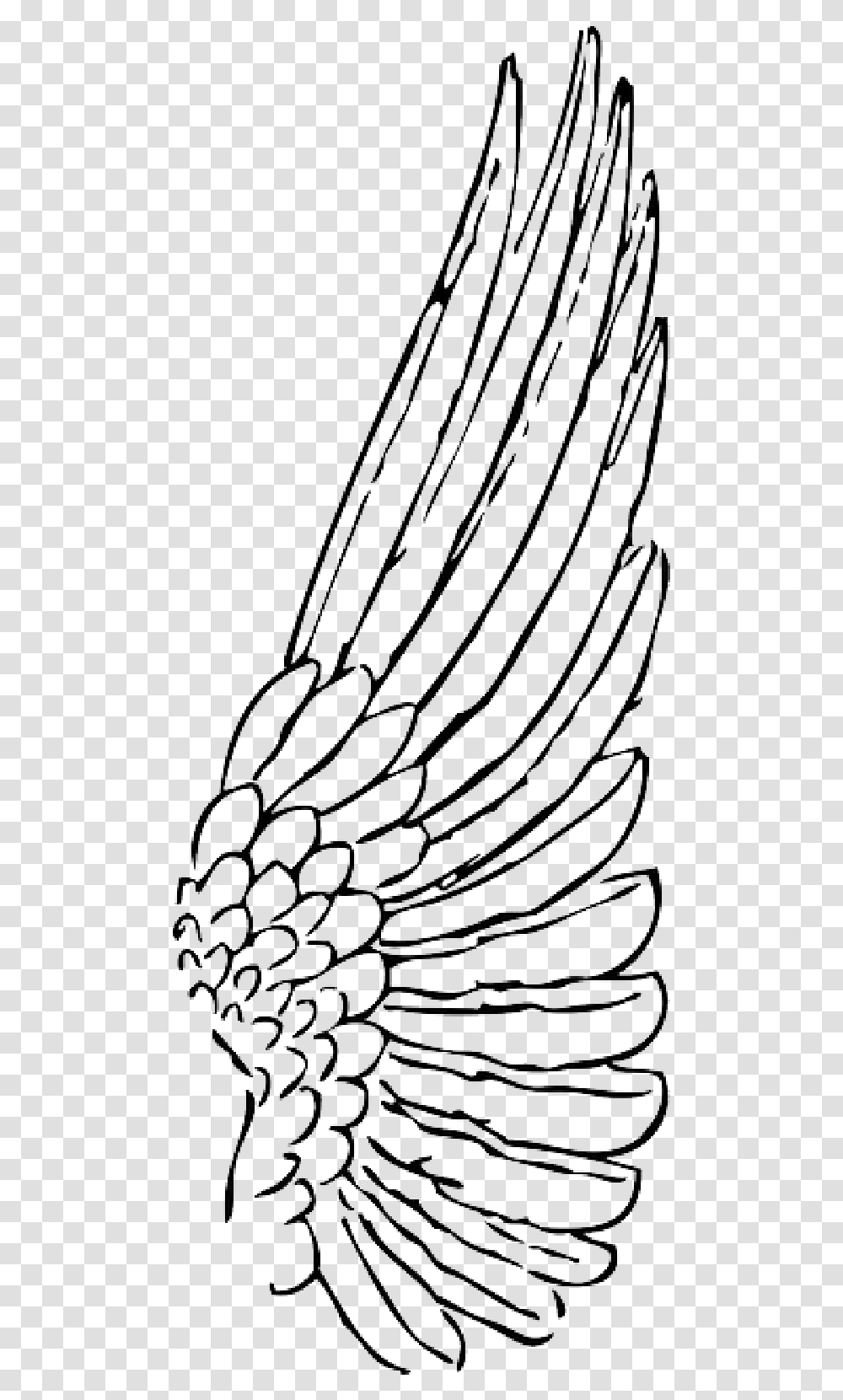 Outline Feather Angel Birds Bird Wing Wings Public Domain Angel Wings Side View Drawing, Spider Web Transparent Png