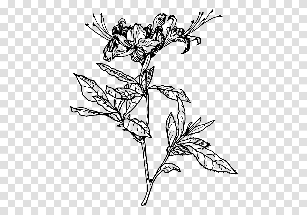 Outline Flower Azalea Plant Coloring Short Tattoo Azalea Drawing, Apiaceae, Blossom, Painting Transparent Png