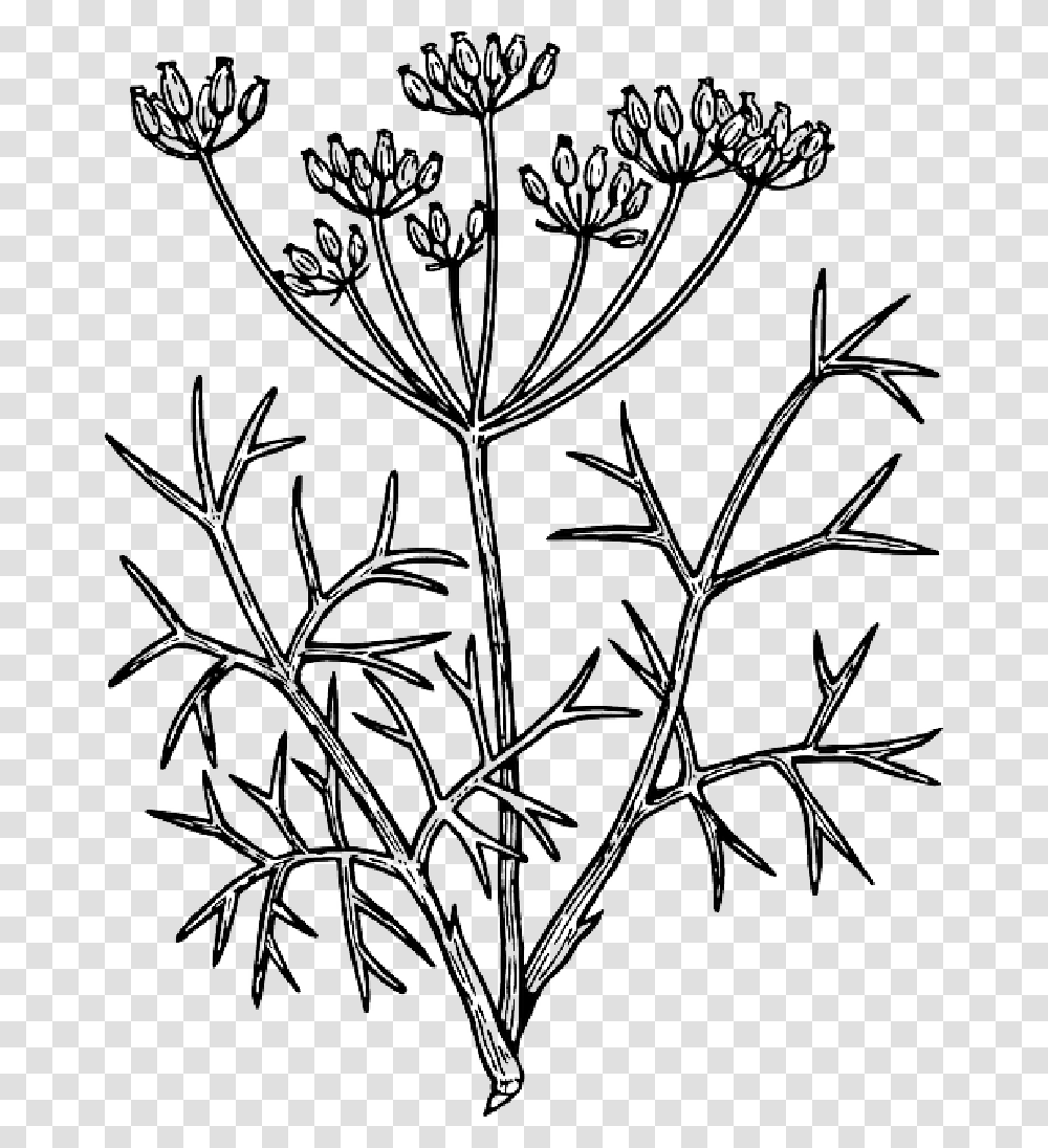 Outline Flower Flowers Plant Fennel Fennel Flower Black And White, Blossom, Apiaceae, Painting Transparent Png