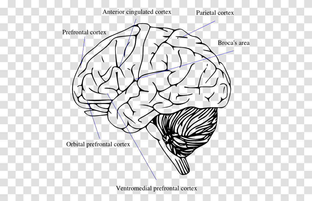 Outline Of Human Brain, Shorts, Apparel, Plot Transparent Png