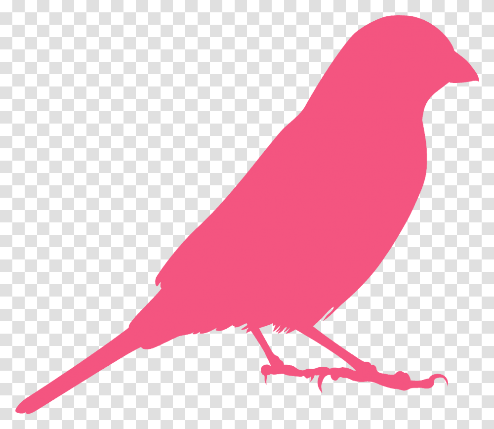 Outline Of Indigo Bunting, Canary, Bird, Animal, Finch Transparent Png