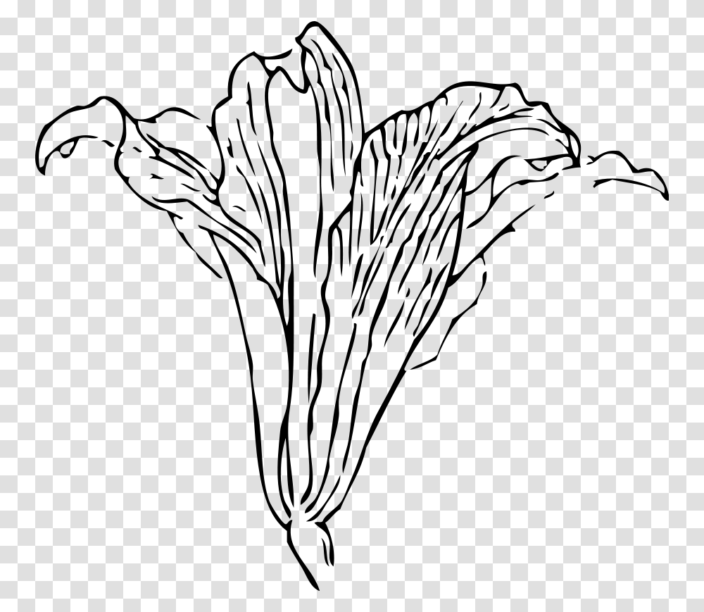 Outline Pictures Easter Lilies Gray Calla Lily, World Of Warcraft Transparent Png