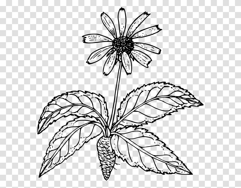Outline Pictures Of Flower Plant Root Download Drawings Of Flowers Outline, Gray, World Of Warcraft Transparent Png