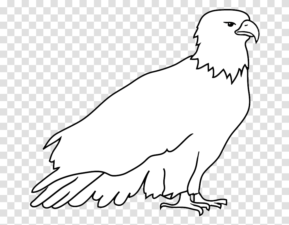 Outline Sketch Of Bald Eagle Hawk, Vulture, Bird, Animal, Beak Transparent Png
