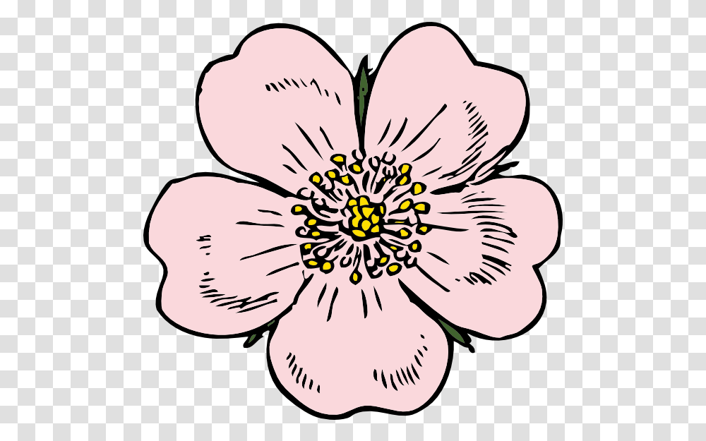 Outline Wild Rose Clipart, Plant, Flower, Blossom, Pollen Transparent Png