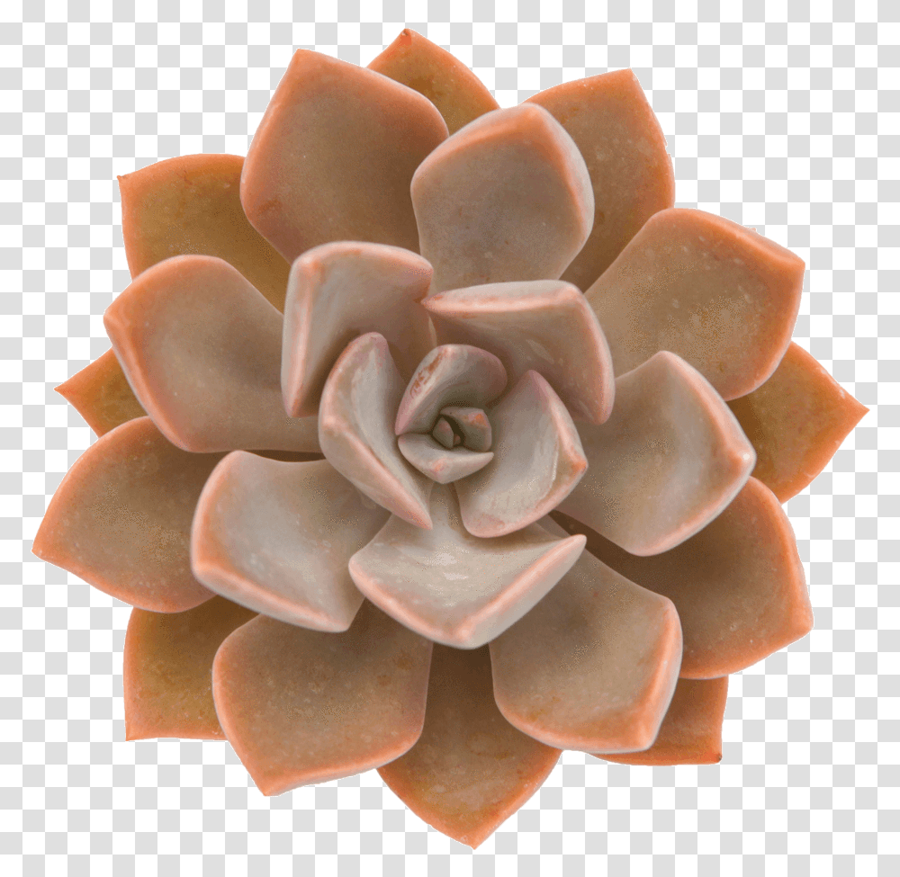 Outstanding Orange Succulents Orange Echeveria, Jewelry, Accessories, Accessory, Brooch Transparent Png