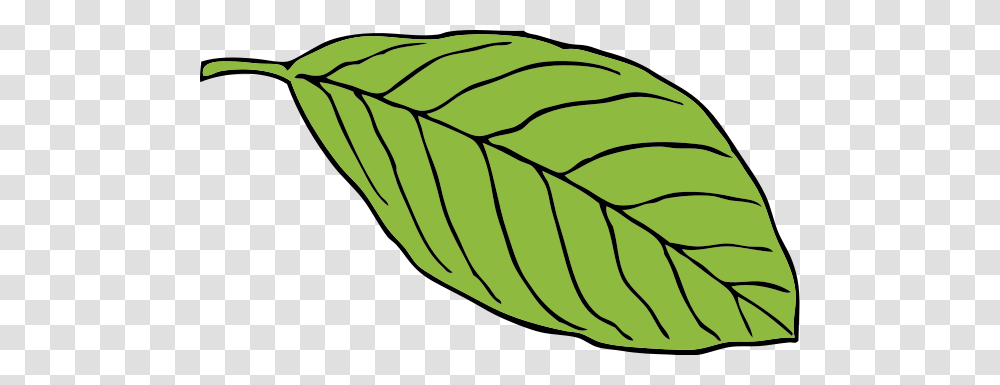 Oval Leaf Clipart For Web, Plant, Veins, Food, Grain Transparent Png