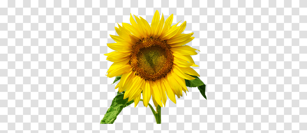 Ovarian Cancer Canada Sunflower, Plant, Blossom Transparent Png