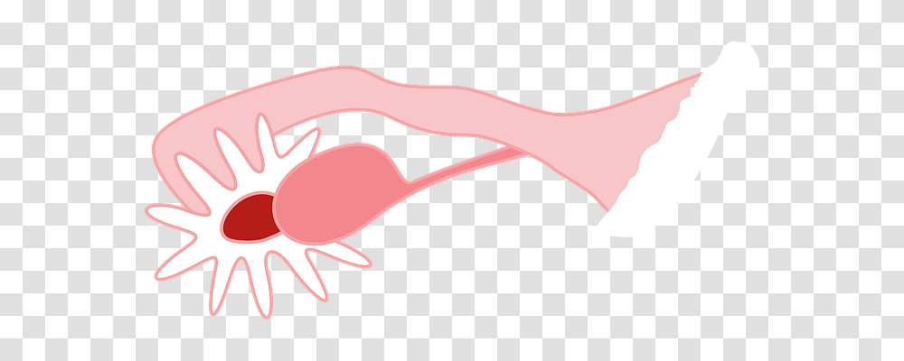 Ovary Technology, Axe, Tool, Animal Transparent Png
