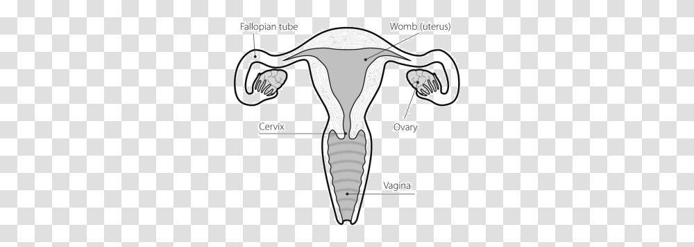 Ovary Drawing Uterus Does A Womb Look Like, X-Ray, Medical Imaging X-Ray Film, Ct Scan, Skeleton Transparent Png