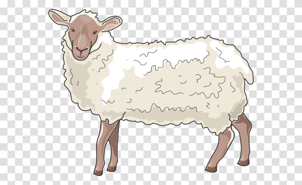 Ovelha, Sheep, Mammal, Animal Transparent Png