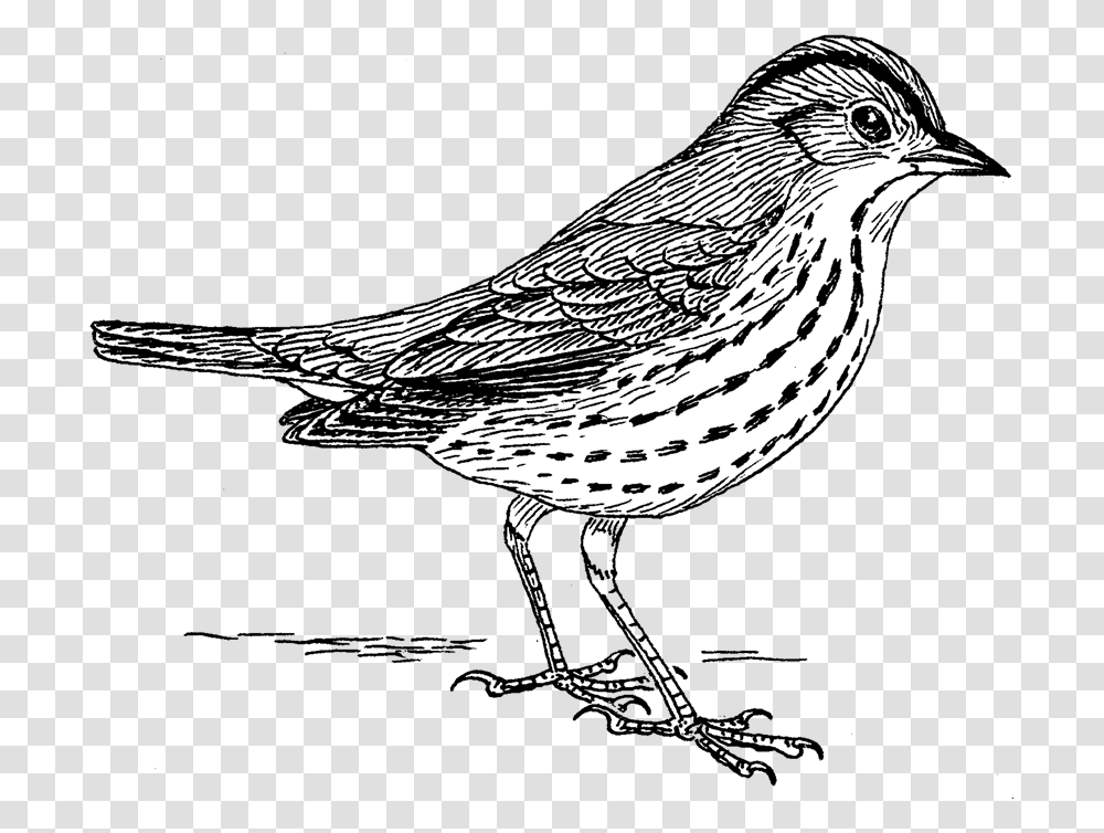 Oven Bird Sparrow No Background Bird Drawing, Animal, Anthus, Finch, Wren Transparent Png