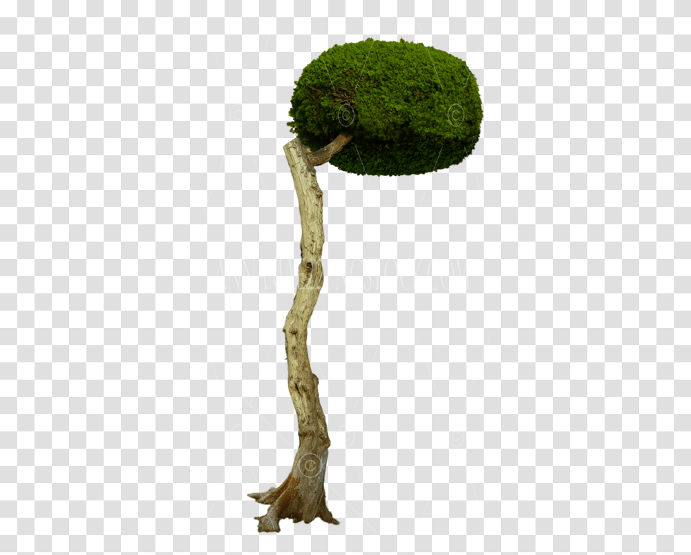 Over Hanging Round Tree Stock Photo Image Moss, Plant, Tree Trunk, Vegetation, Leaf Transparent Png