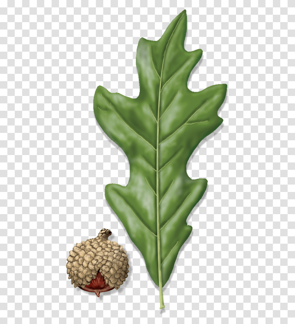Overcup Oak, Leaf, Plant, Tree, Maple Leaf Transparent Png