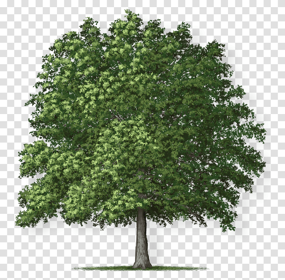 Overcup Oak Tree Montgomery Overcup Oak Tree, Plant, Maple, Sycamore, Tree Trunk Transparent Png