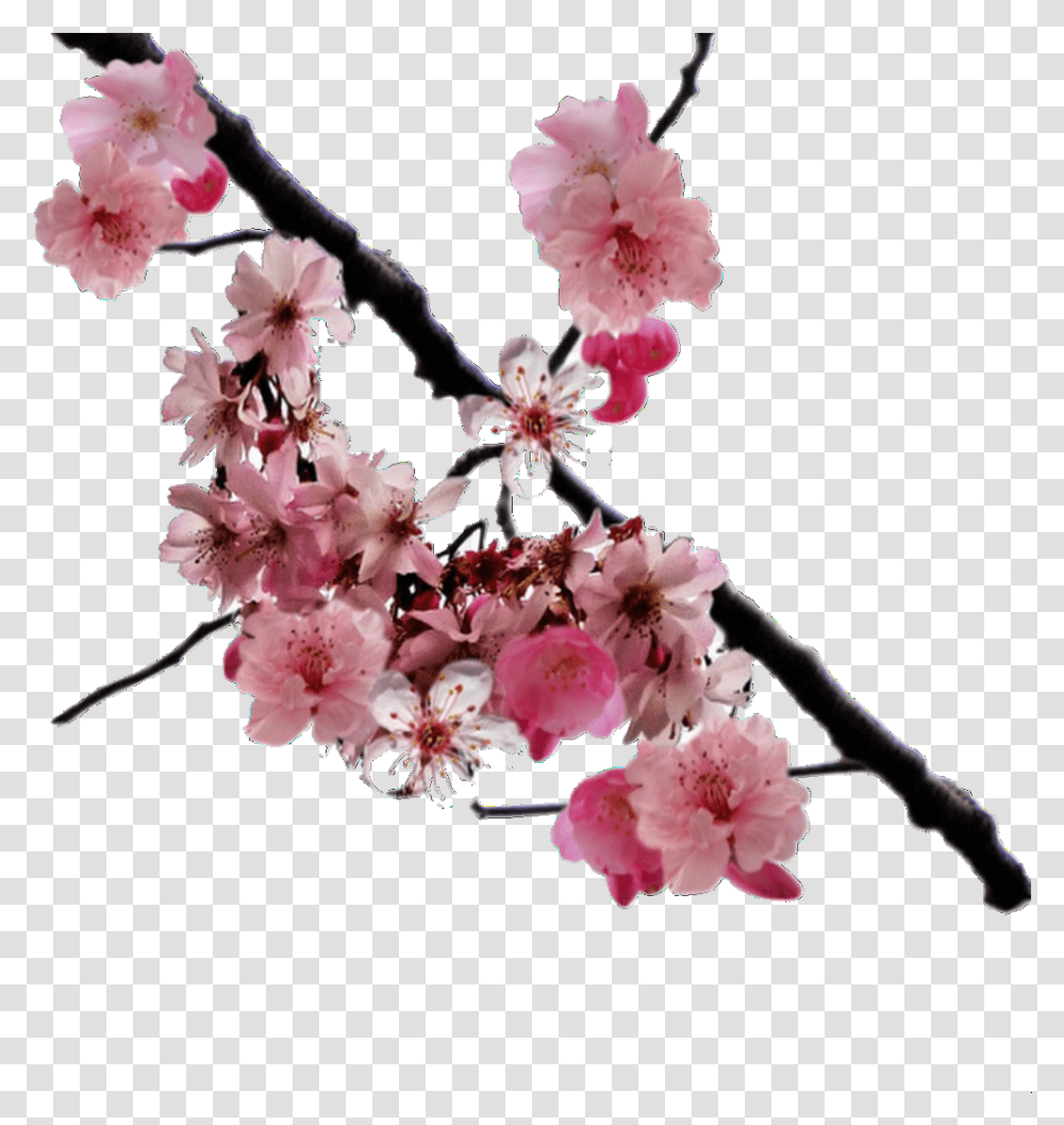 Overlay And Edits Image Cherry Blossom Branch, Plant, Flower Transparent Png