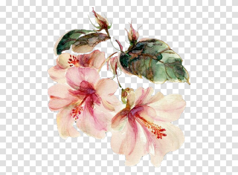 Overlay And Image, Plant, Flower, Blossom, Geranium Transparent Png