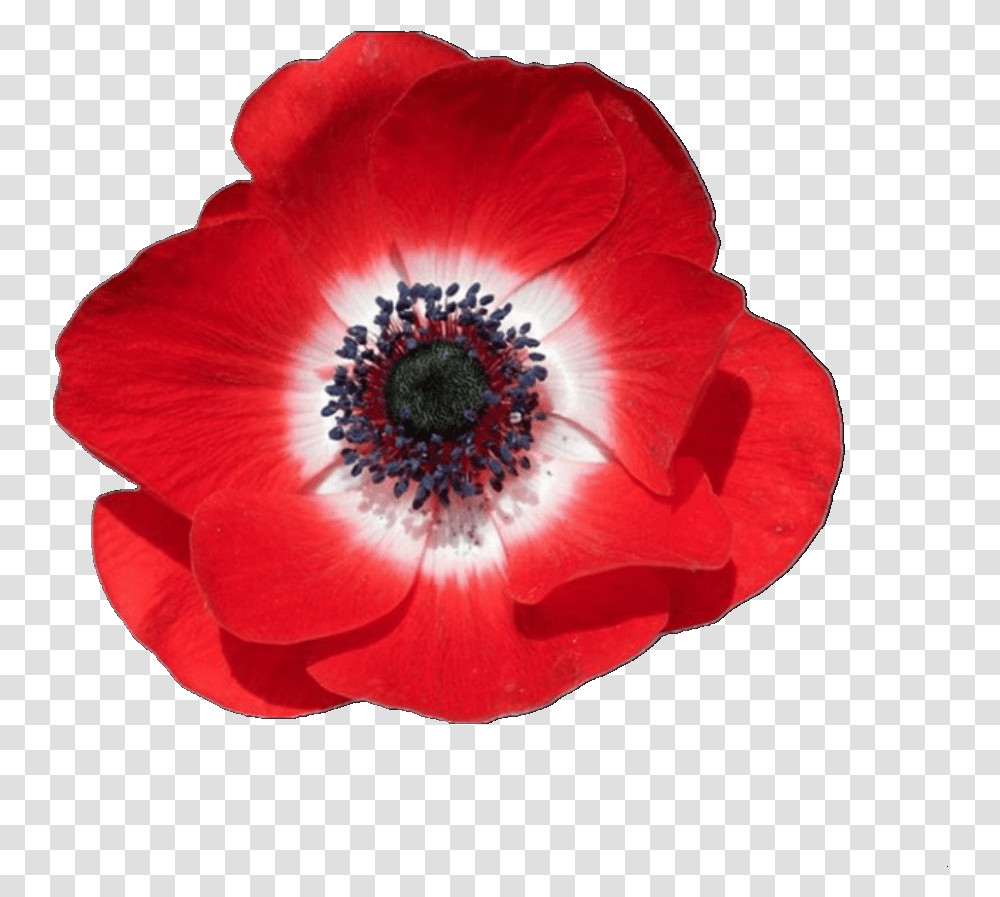 Overlay And Red Image Poppy Flower Background, Anemone, Plant, Blossom, Rose Transparent Png