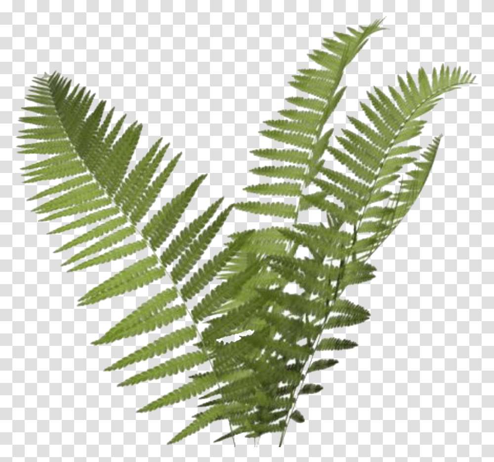 Overlay And Tumblr Image Background Fern, Plant Transparent Png