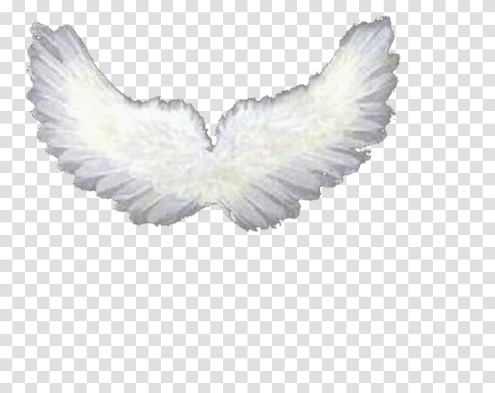 Overlay Overlays Wings Wing Angel Resource Resources Baby Angel Wings, Accessories, Accessory, Bird, Animal Transparent Png