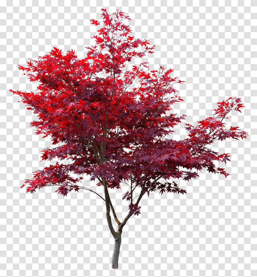 Overlay Red Maple Tree, Plant Transparent Png