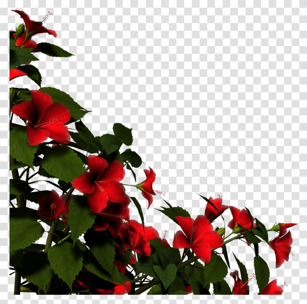Overlay Render Red Flower And Flower Red Rose Bush, Plant, Blossom, Leaf, Geranium Transparent Png