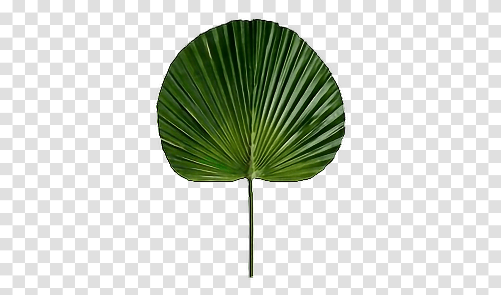 Overlay Sticker Plant Leaf Green Fan Palm Leaf Artificial, Tree, Flower, Vegetation, Annonaceae Transparent Png