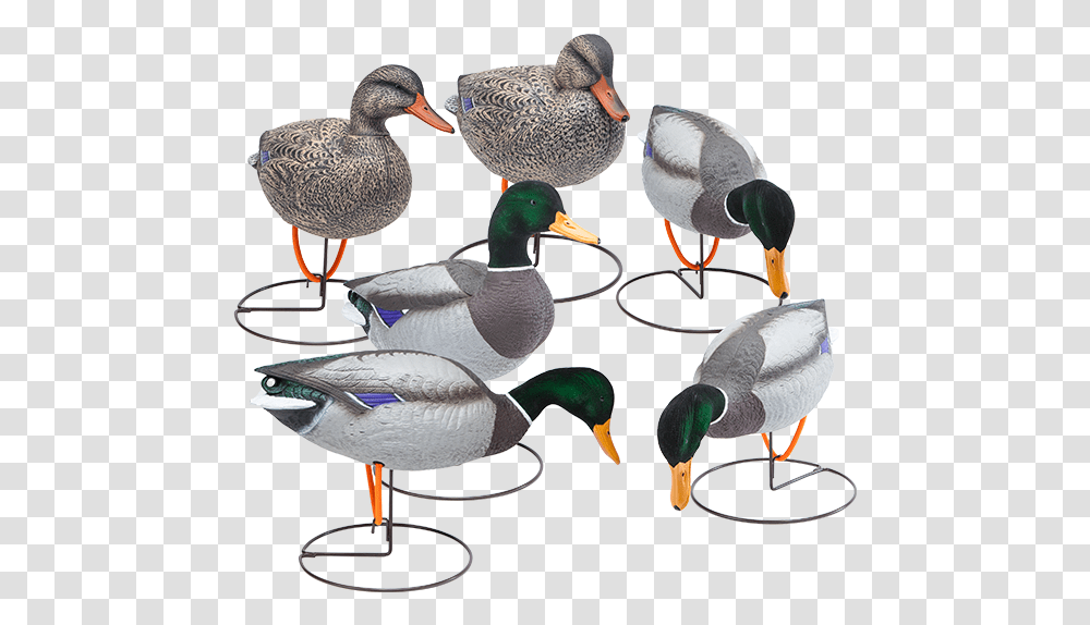 Oversized Field Mallard Decoys With Flocked Heads Six Mallard, Bird, Animal, Waterfowl, Duck Transparent Png