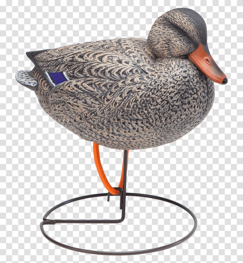 Oversized Field Mallard Snuggle Head Hen Duck Hunting Mallard, Waterfowl, Bird, Animal, Lamp Transparent Png