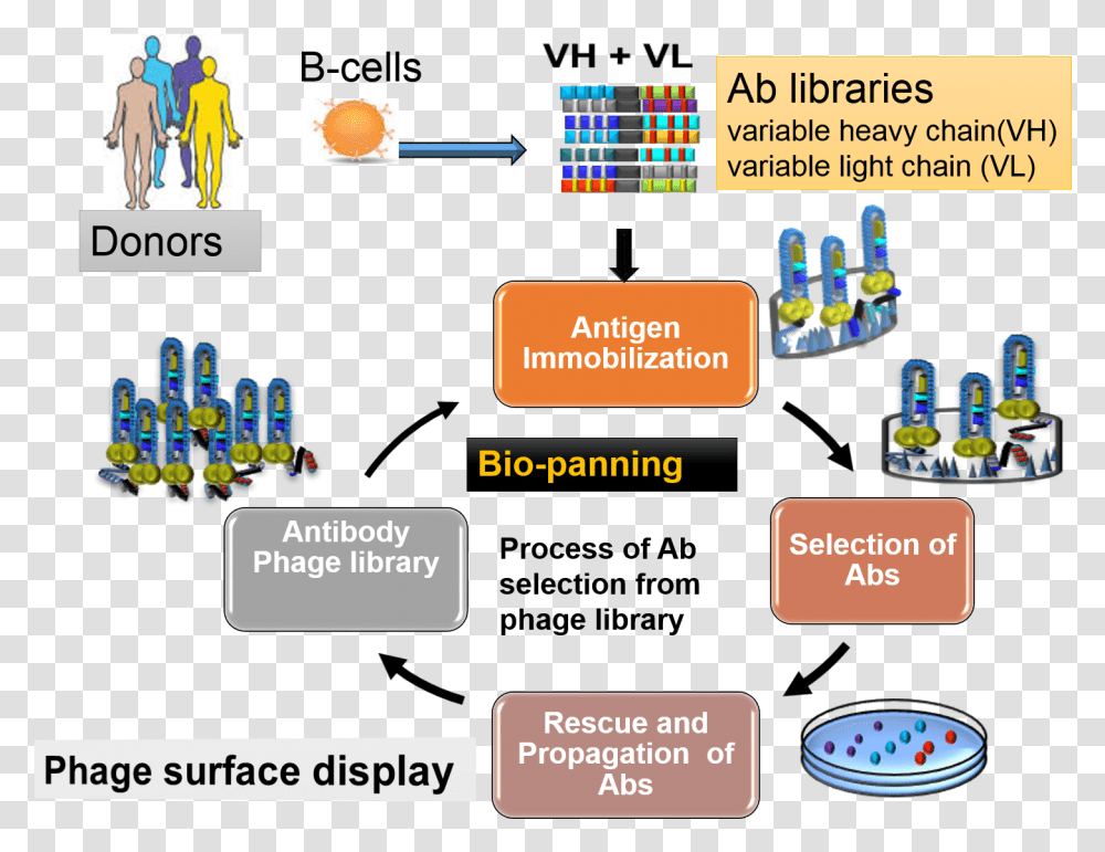 Overview Of Antibody Library Production And Selections Phage Display Antibody Library, Person, Electronics, Flyer Transparent Png