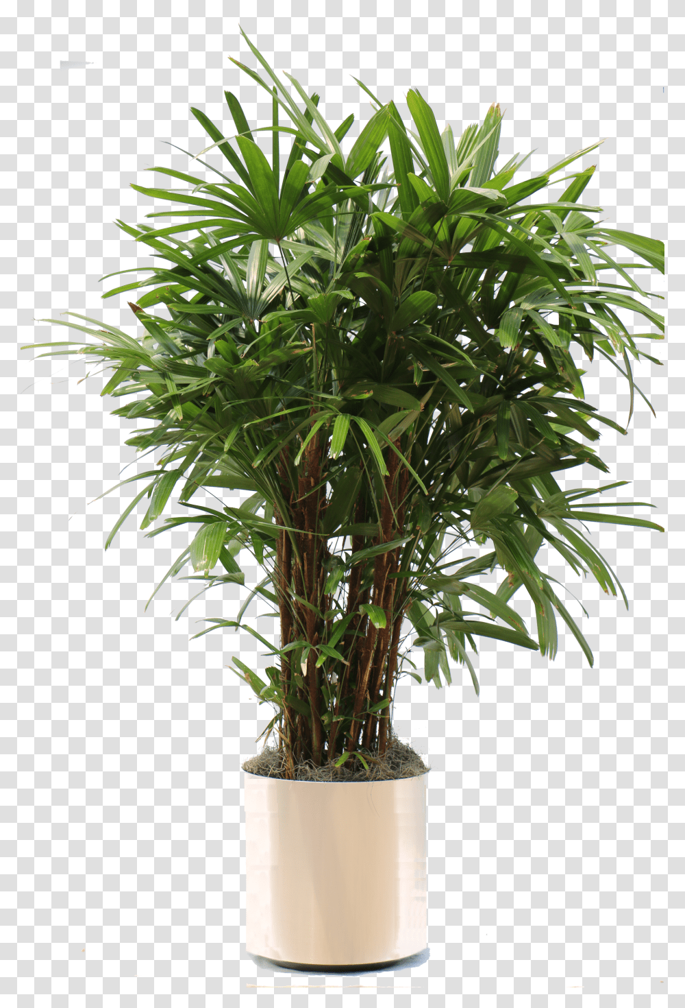 Overview Of The Many Plants We Can Bring To Your Office Potted Plant, Tree, Palm Tree, Arecaceae, Leaf Transparent Png