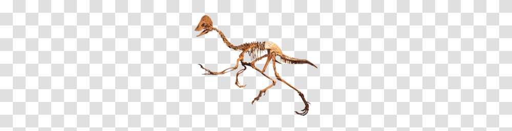 Oviraptorid Clean Frases, Animal, Reptile, Dinosaur, Skeleton Transparent Png