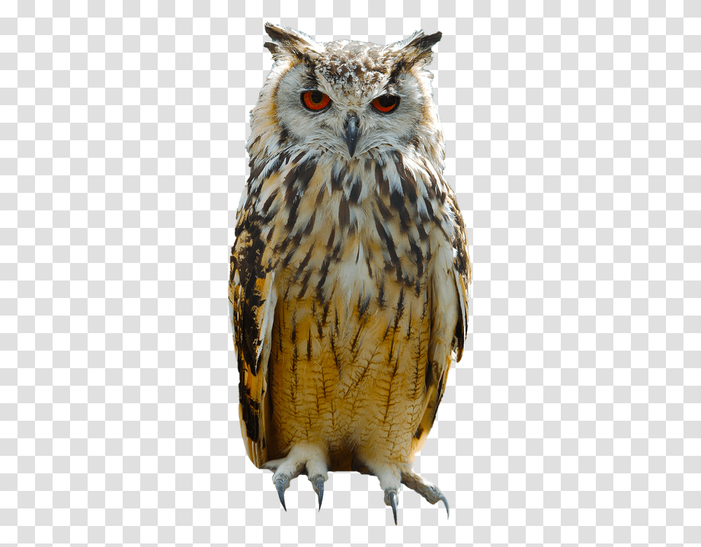 Owl 960, Animals, Bird, Buzzard, Hawk Transparent Png