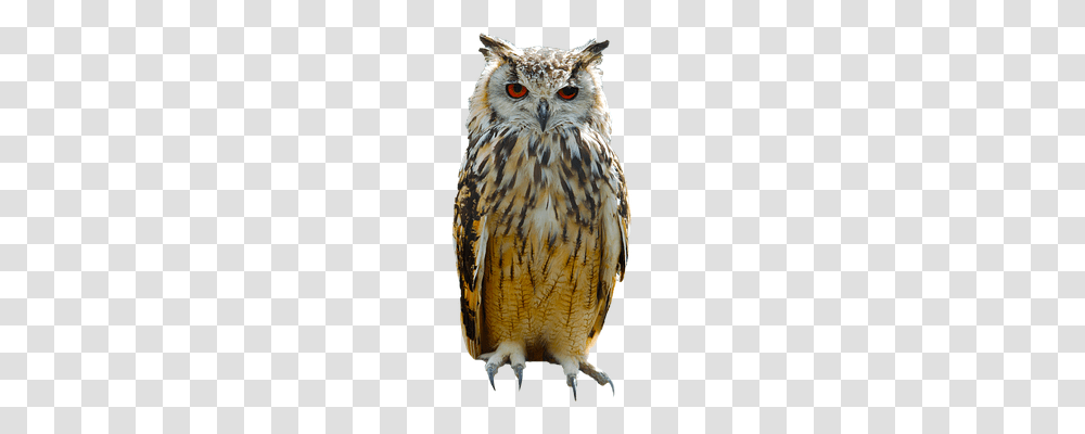 Owl Animals, Bird, Buzzard, Hawk Transparent Png