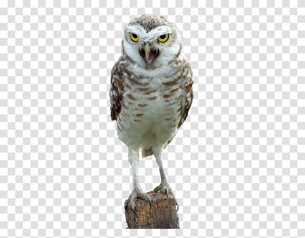 Owl 960, Animals, Bird, Chicken, Poultry Transparent Png