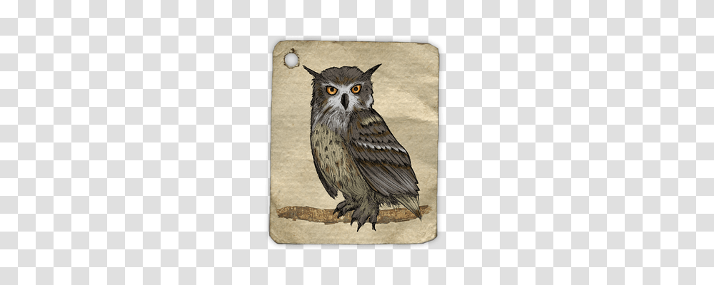 Owl Tool, Bird, Animal Transparent Png