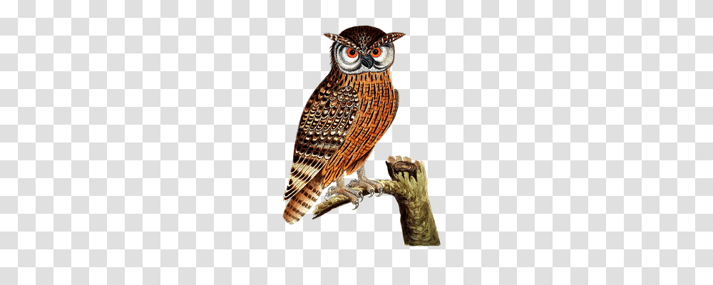 Owl Animals, Bird, Beak Transparent Png