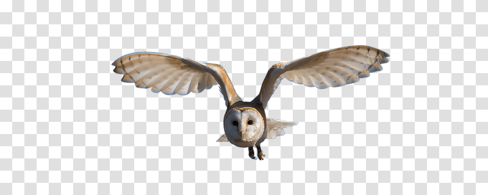Owl Nature, Flying, Bird, Animal Transparent Png