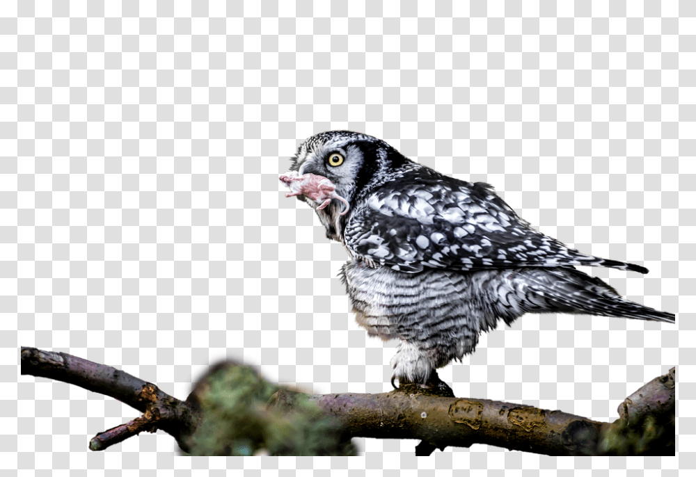 Owl 960, Animals, Bird, Beak, Accipiter Transparent Png