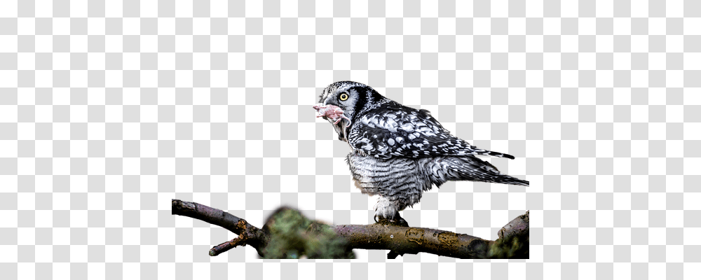 Owl Animals, Bird, Beak, Accipiter Transparent Png