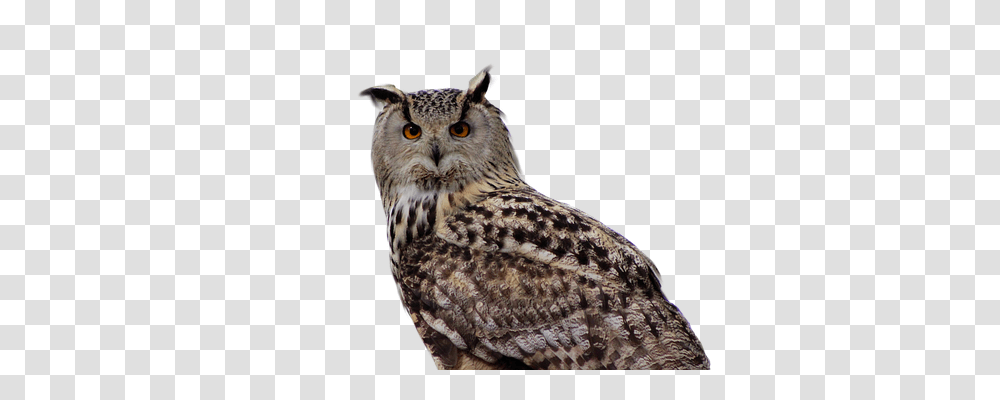 Owl Animals, Bird, Panther, Wildlife Transparent Png