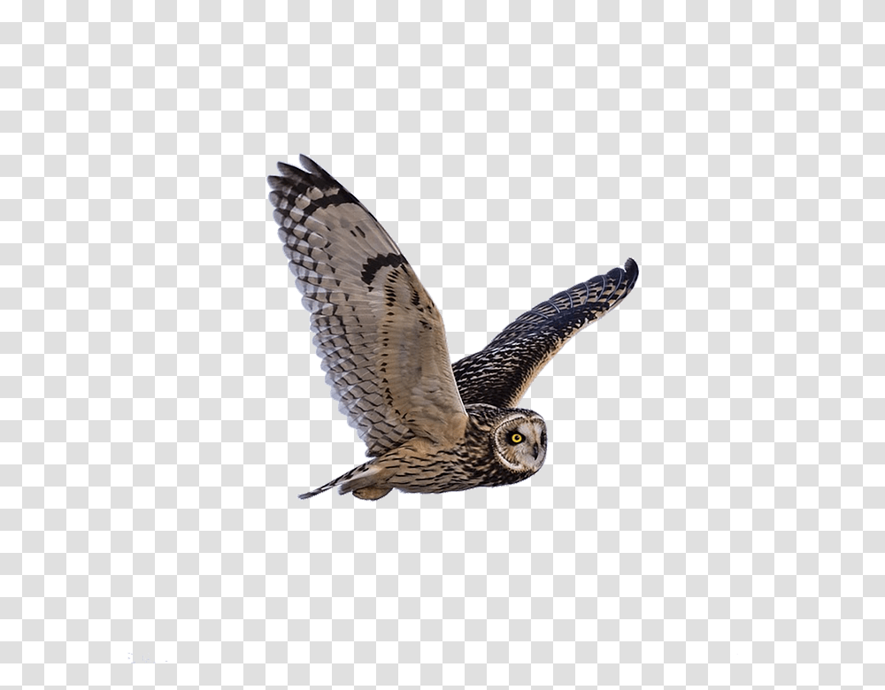 Owl 960, Animals, Bird, Accipiter, Flying Transparent Png