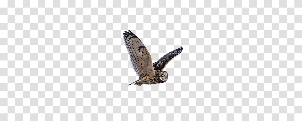 Owl Nature, Bird, Animal, Accipiter Transparent Png