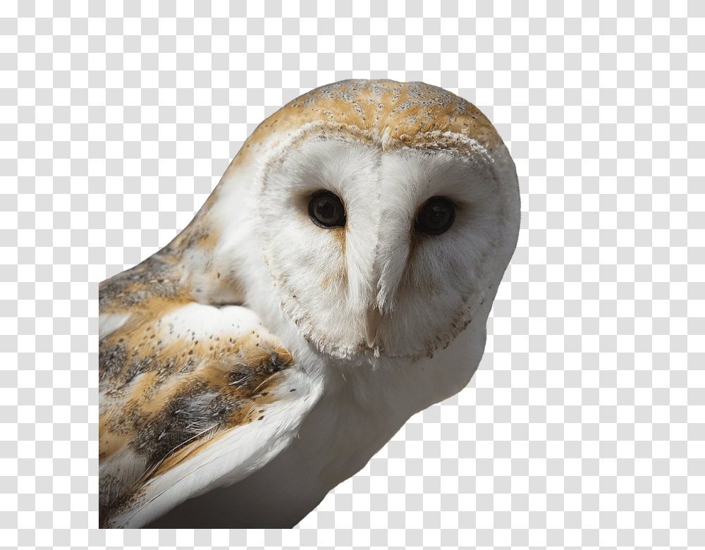 Owl 960, Animals, Bird Transparent Png