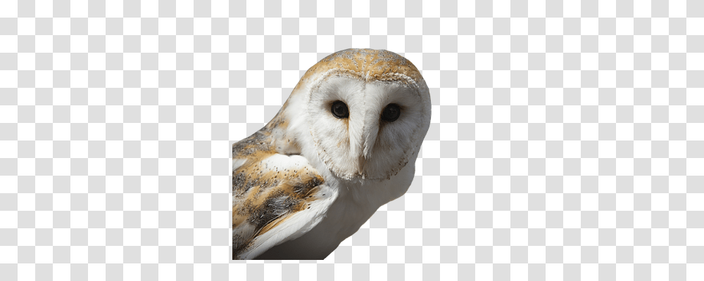 Owl Animals, Bird Transparent Png