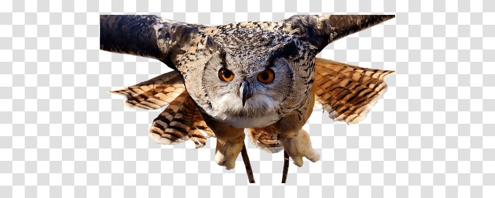 Owl Animals, Bird, Beak, Dinosaur Transparent Png