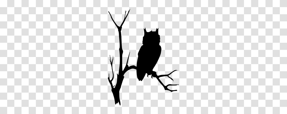 Owl Nature, Gray, World Of Warcraft Transparent Png